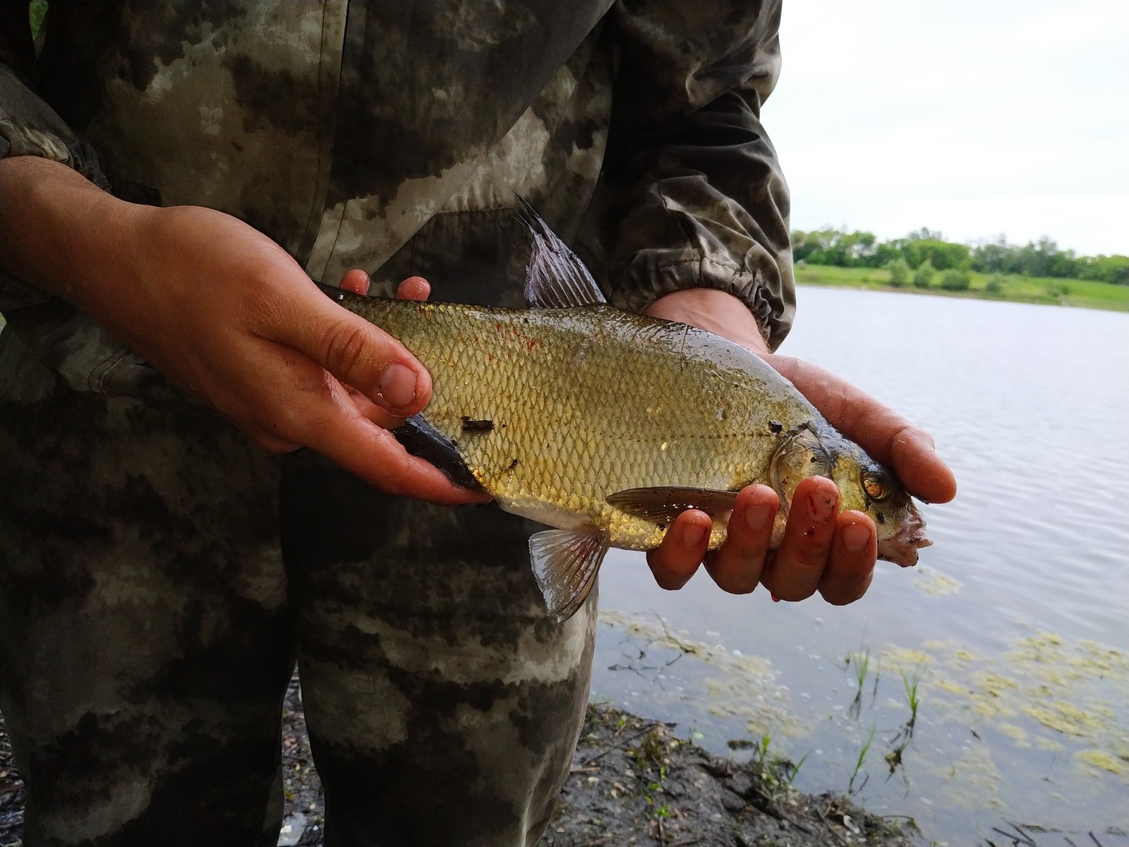 Bream Pond - My, Fishing, Bream, A fish, Carp, Fishing rod, Video, Longpost