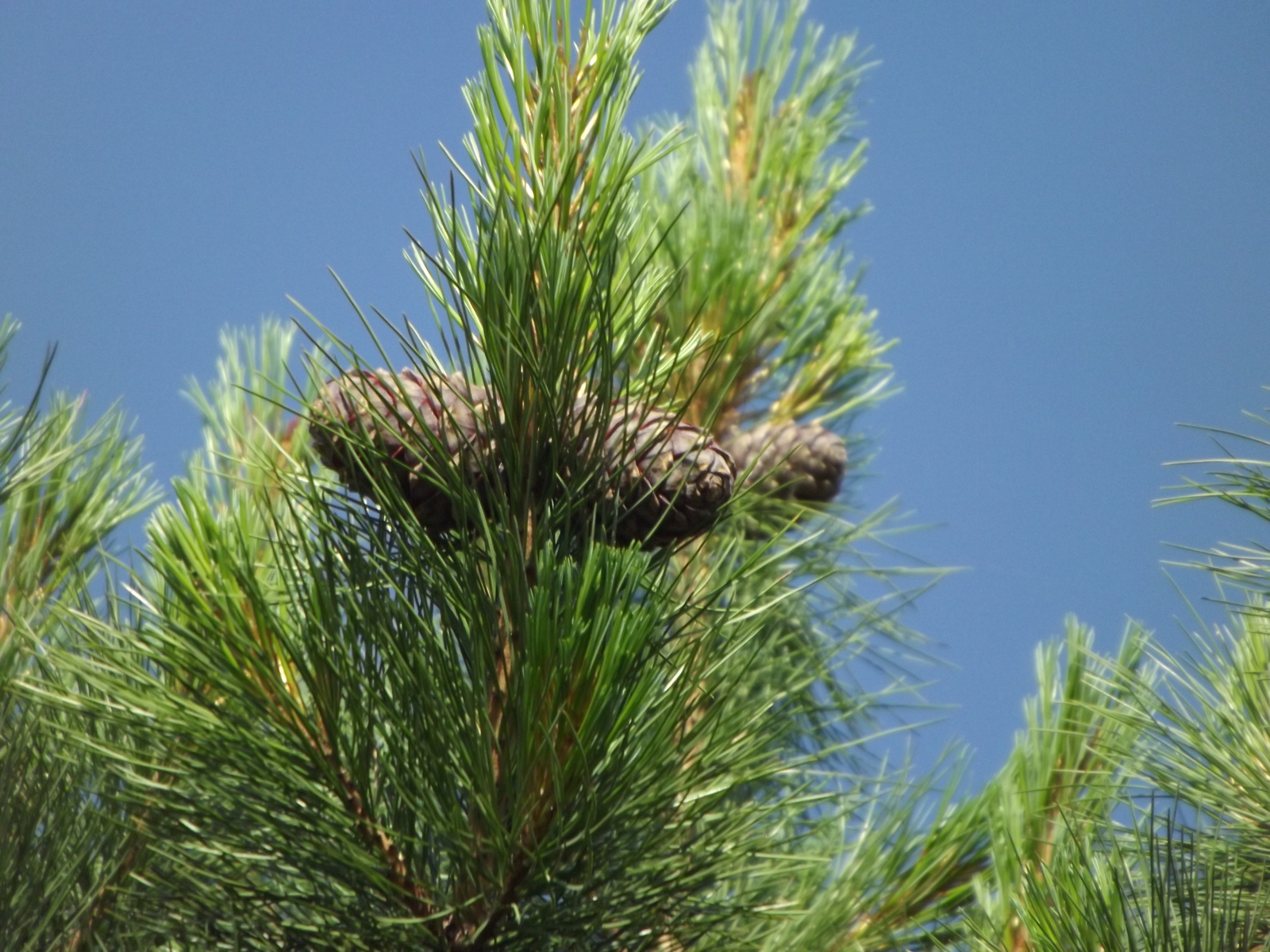 Cedar pine in the country. - My, Cedar, Pine nuts, , Dacha, Nature, Longpost