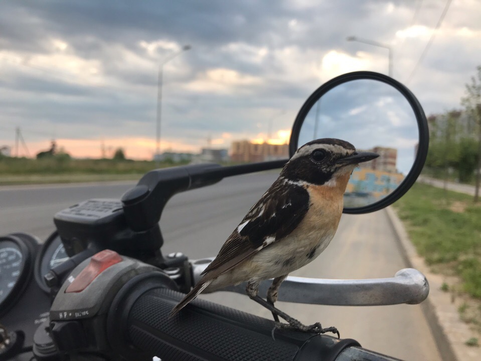 biker bird) - My, Moto, Sorry for the bird, Milota, Video, Longpost, Birds