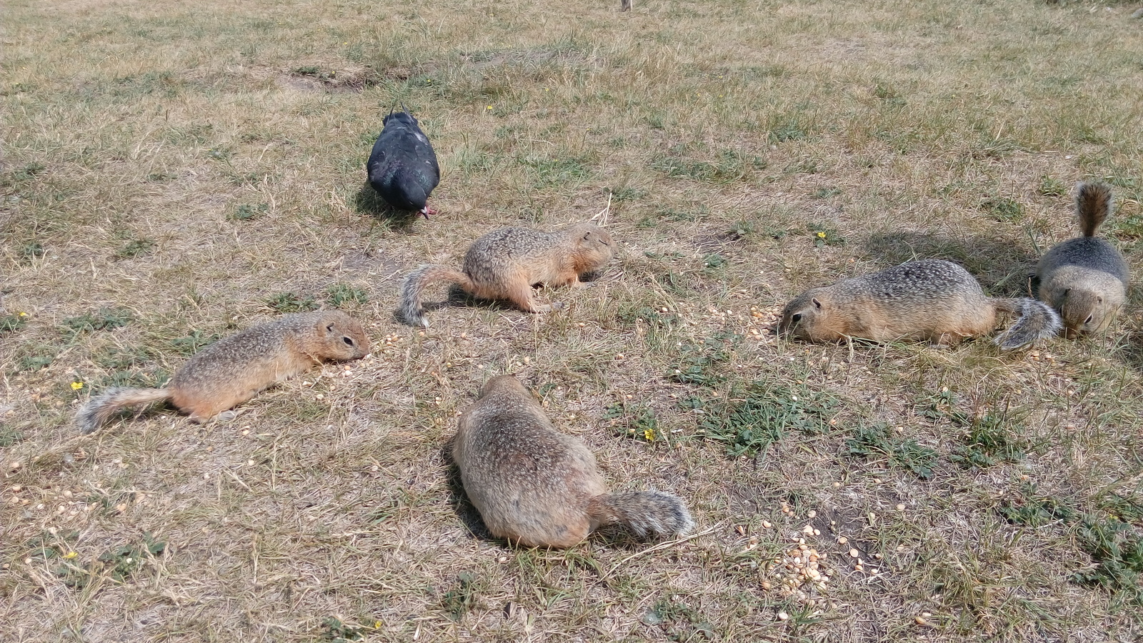 Pea feeding - My, Tatyshev Island, Gopher, Pigeon