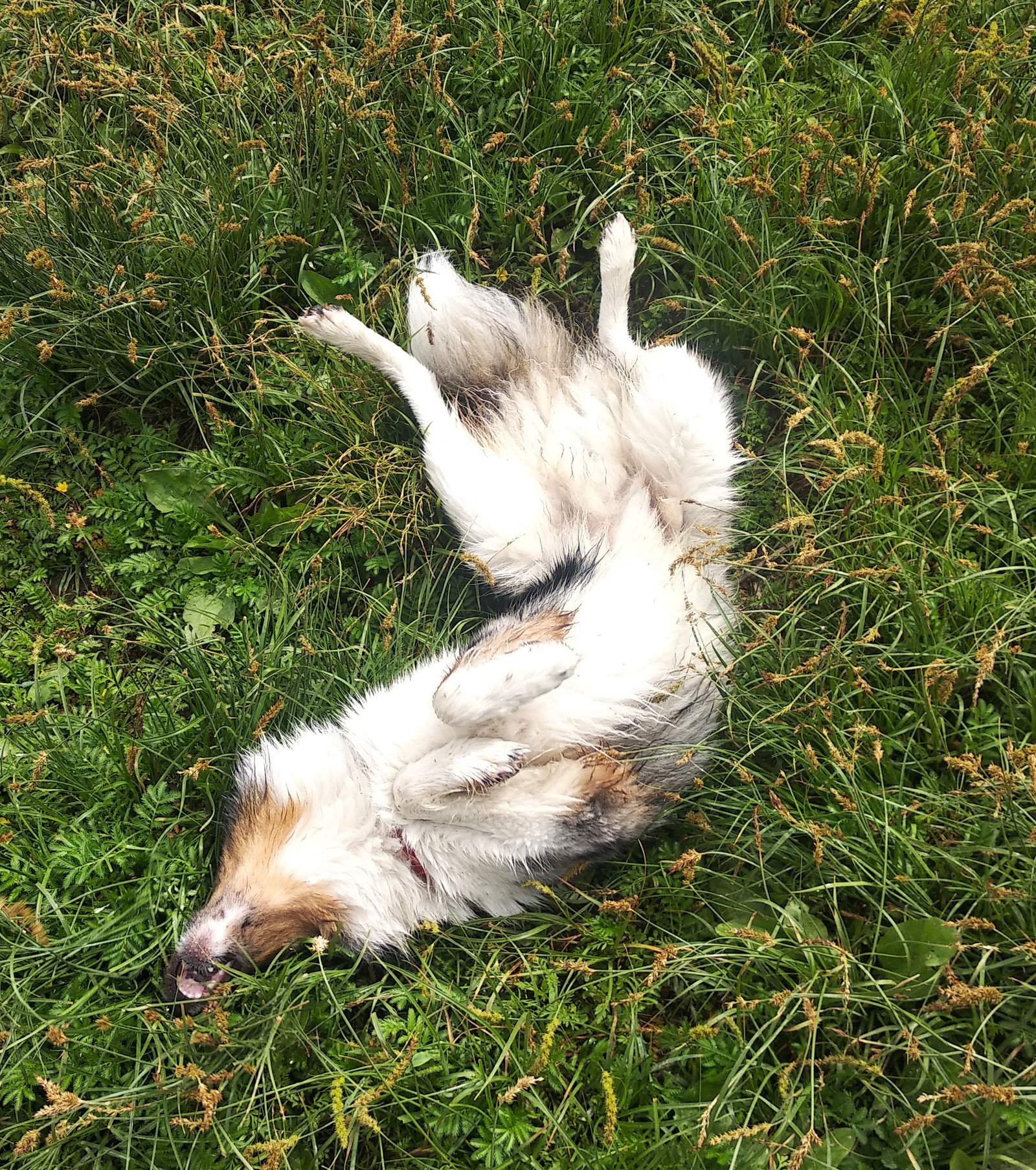 Recipe for happiness. - My, Dog, Walk, Nature, Flowers, Border Collie, Longpost