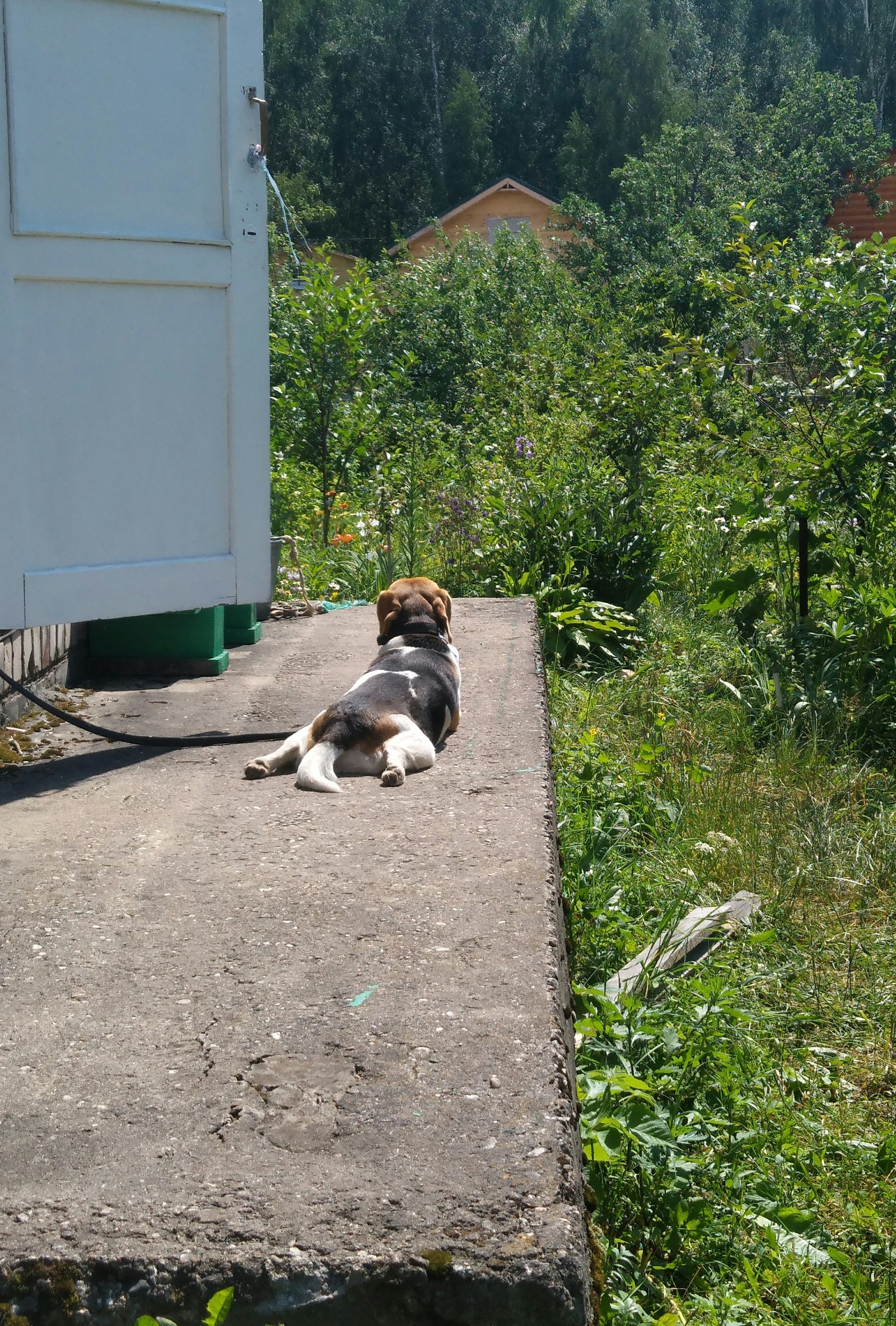 Heat - My, Dog, Heat, Relaxation, Longpost