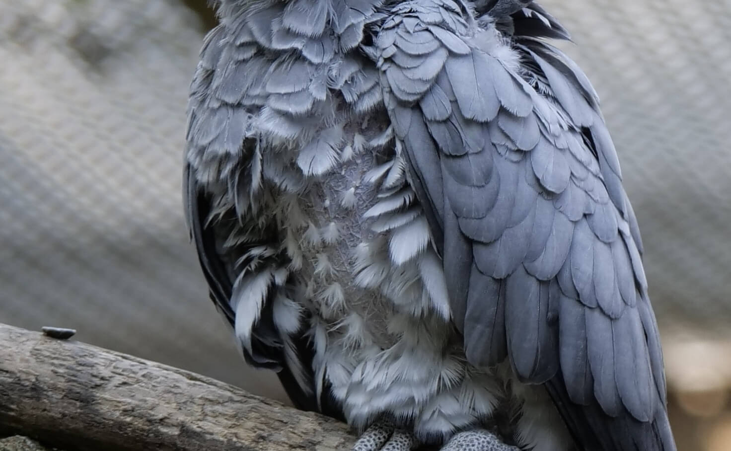 Bird Market. Story - My, Story, Story, Story, A parrot, Bird Market, The rescue, friendship, Talking animals, Longpost