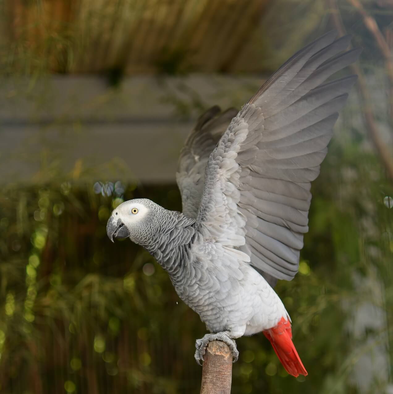 Bird Market. Story - My, Story, Story, Story, A parrot, Bird Market, The rescue, friendship, Talking animals, Longpost