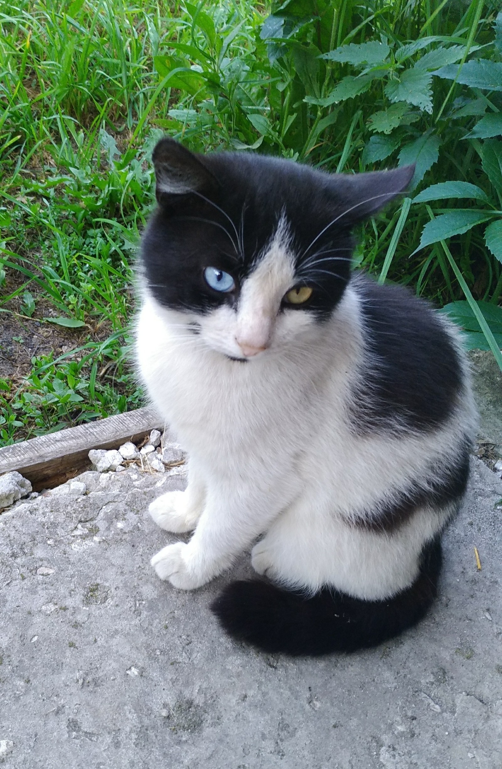 Heterochromia as it is. - My, Tricolor cat, Eyes, Heterochromia, Longpost, cat