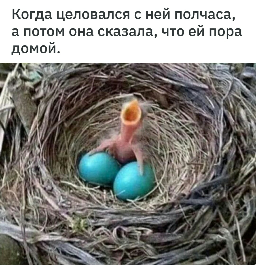 eggs - Eggs, Chick