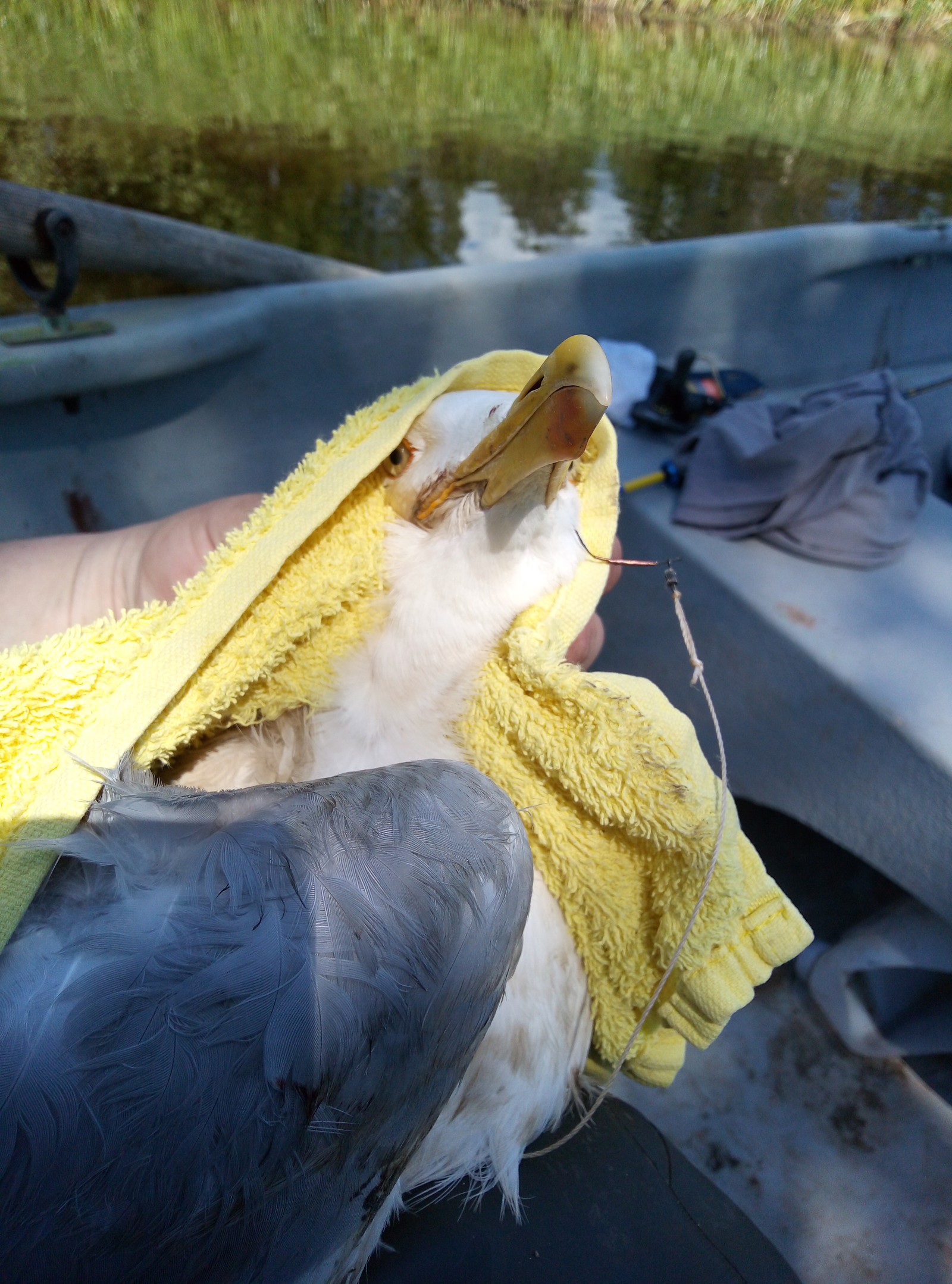 Not a tenant - A responsibility, Nature, Longpost, Birds, Seagulls, Negative