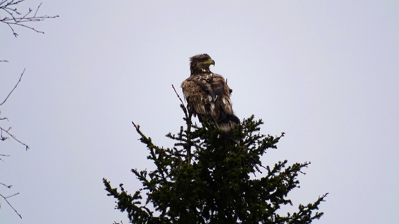 junkyard caretaker - My, Ornithology, Biology, Birds, Animals, The photo, Predator birds