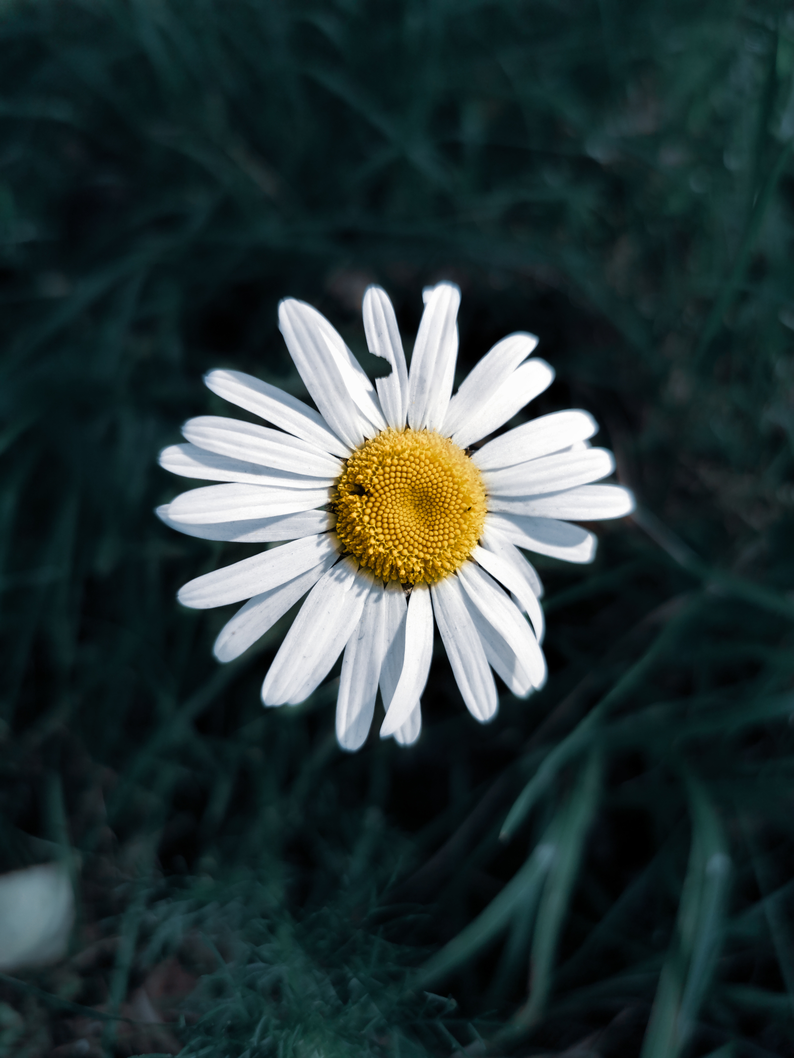 chamomile - My, Mobile photography, The photo, Huawei P30 PRO