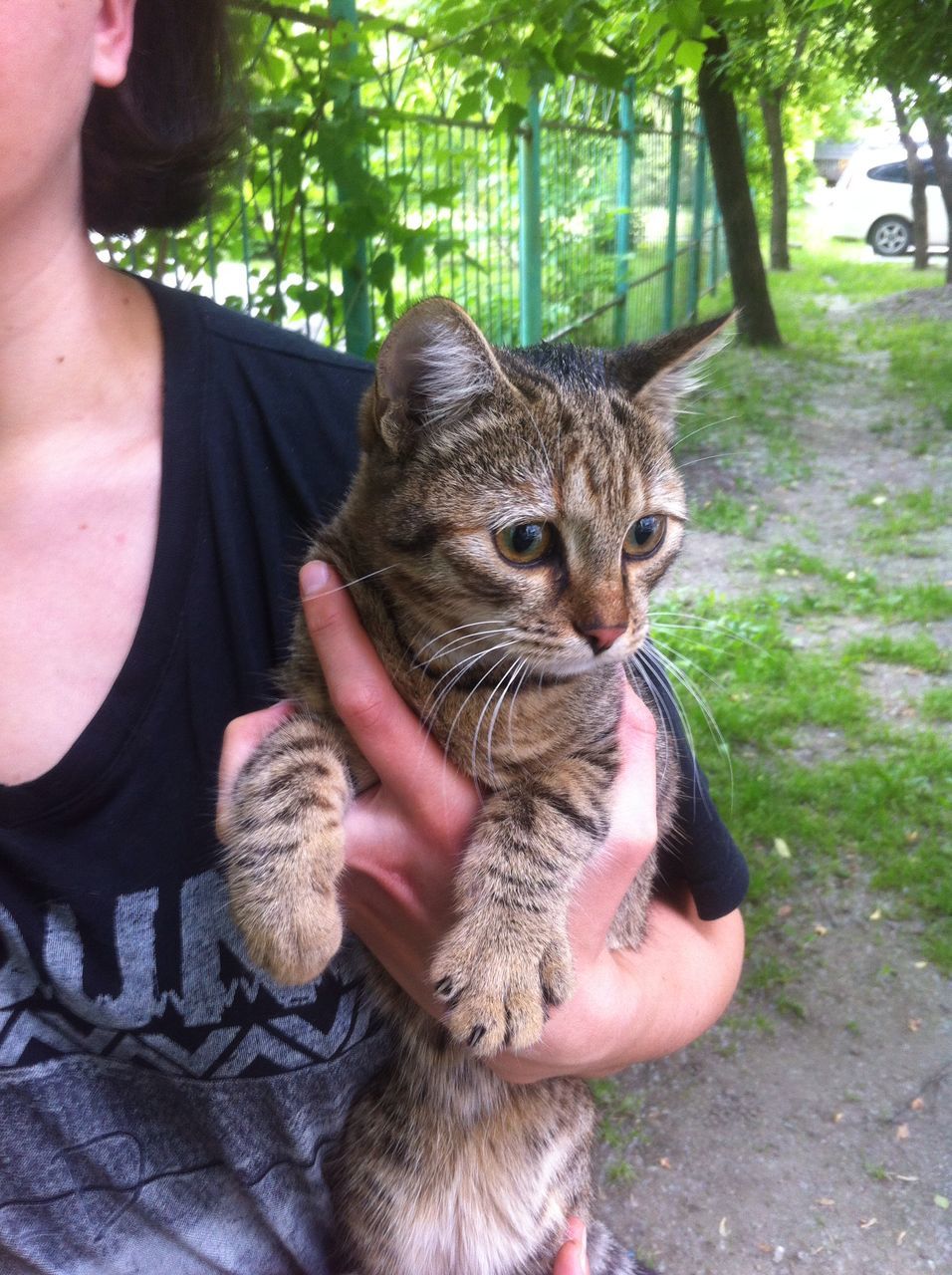 Kitten is looking for a home! - My, cat, Help, In good hands, Novosibirsk, Longpost, No rating, Helping animals