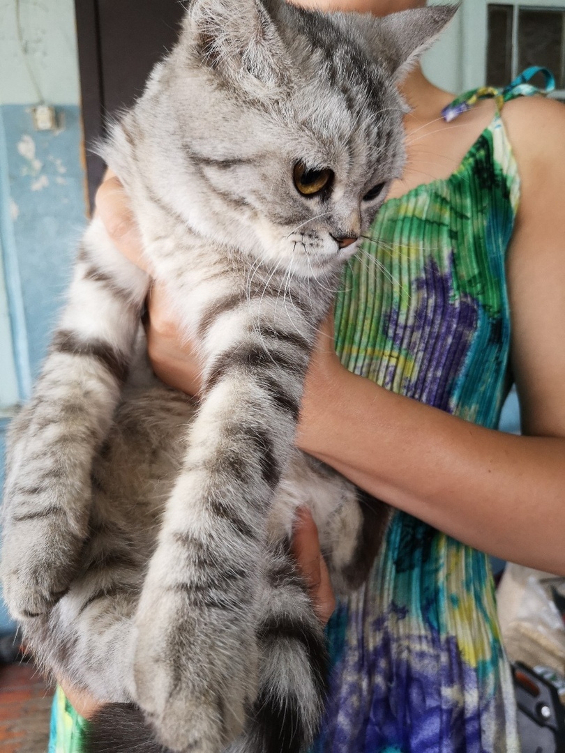 Новая жительница приюта Котоленд в поисках дома! - Моё, Кот, Приют, Липецк, Добро, Котоленд, В добрые руки, Помощь, Длиннопост, Без рейтинга, Доброта, Приют Котоленд