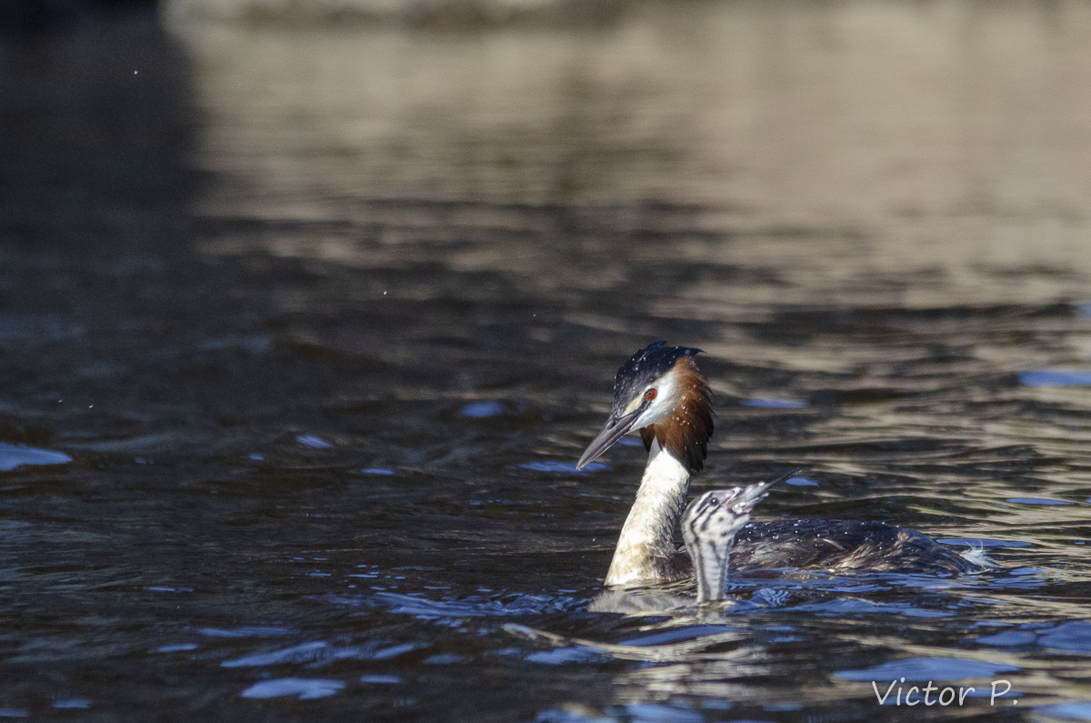 Ways to carry fish from birds - My, The photo, Longpost, Nikon, Birds