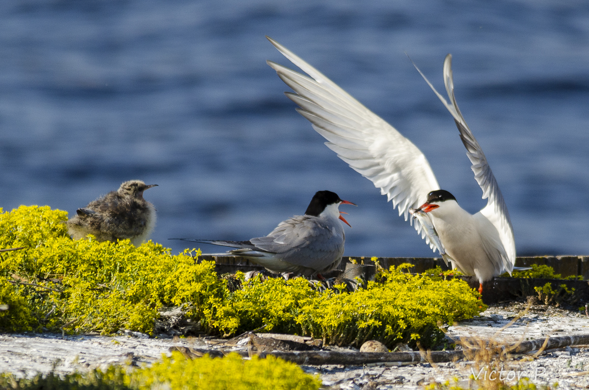 Ways to carry fish from birds - My, The photo, Longpost, Nikon, Birds