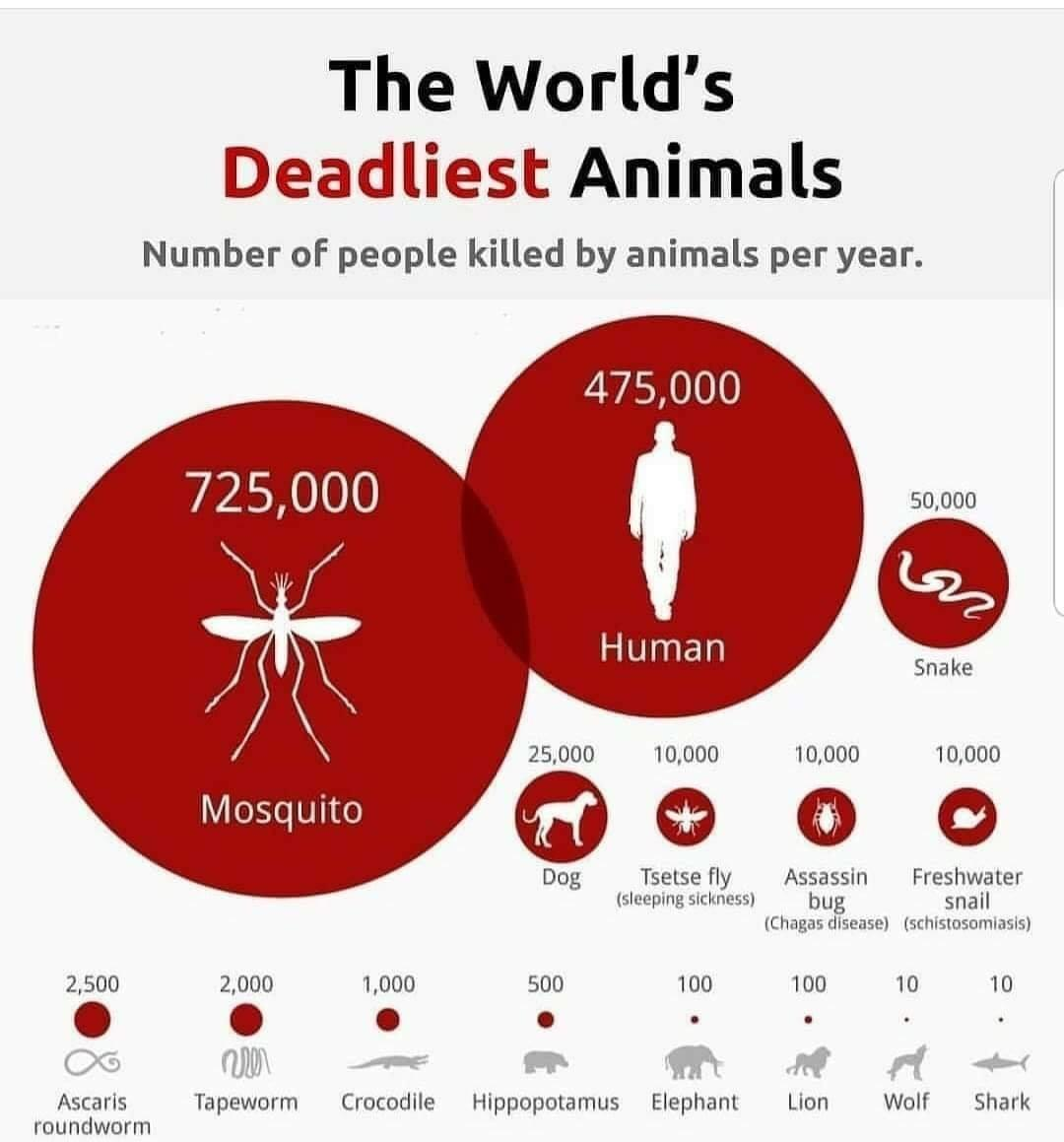 The number of people per year who died due to the fault of other living beings (directly or indirectly) - Infographics, People, Mosquitoes, Animals, Facts