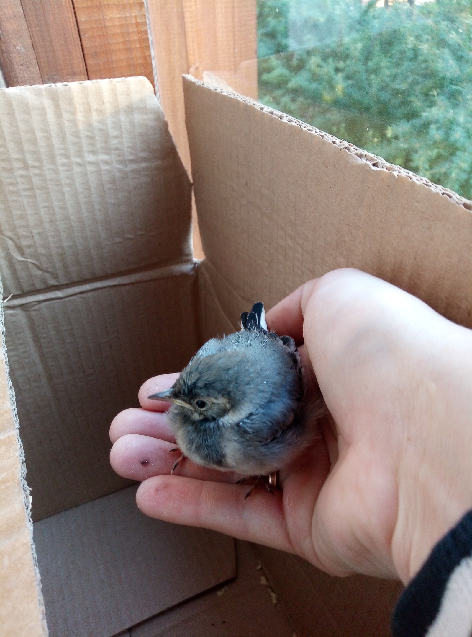 Found a chick. - My, Foundling, Help, Chick, Longpost