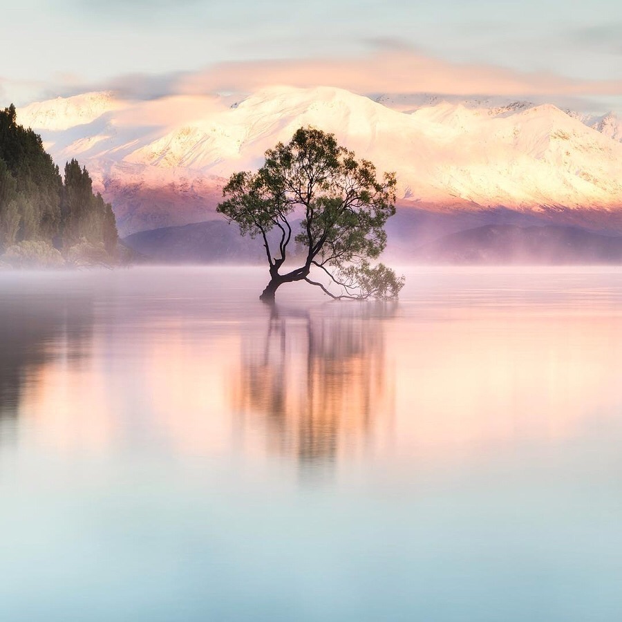 Lonely tree - New Zealand, Tree, Nature, Water, The mountains, Beautiful, The photo