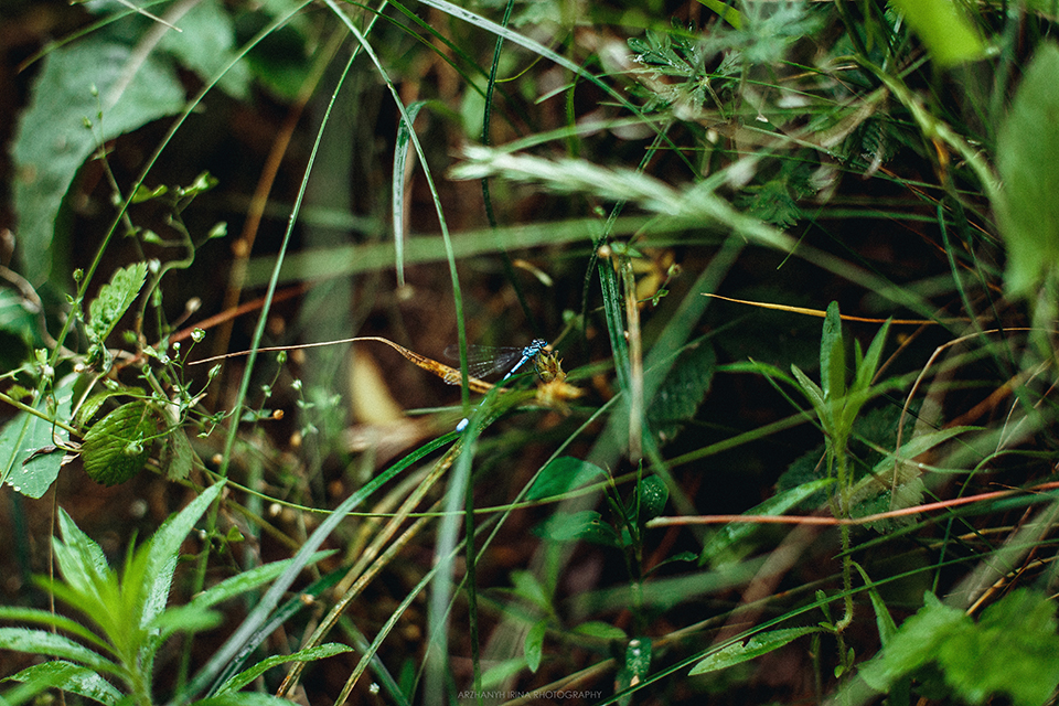 Greenery - My, The photo, Nature, Summer, Longpost