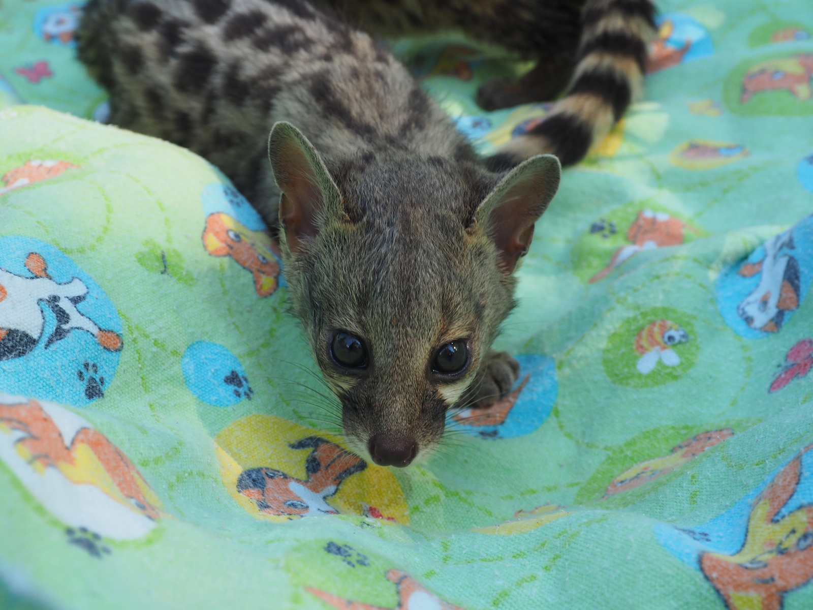 Genetics are little genets - My, Genets, Wyvernaceae, Krasnoyarsk, Roev Creek, Animals, Video, Longpost