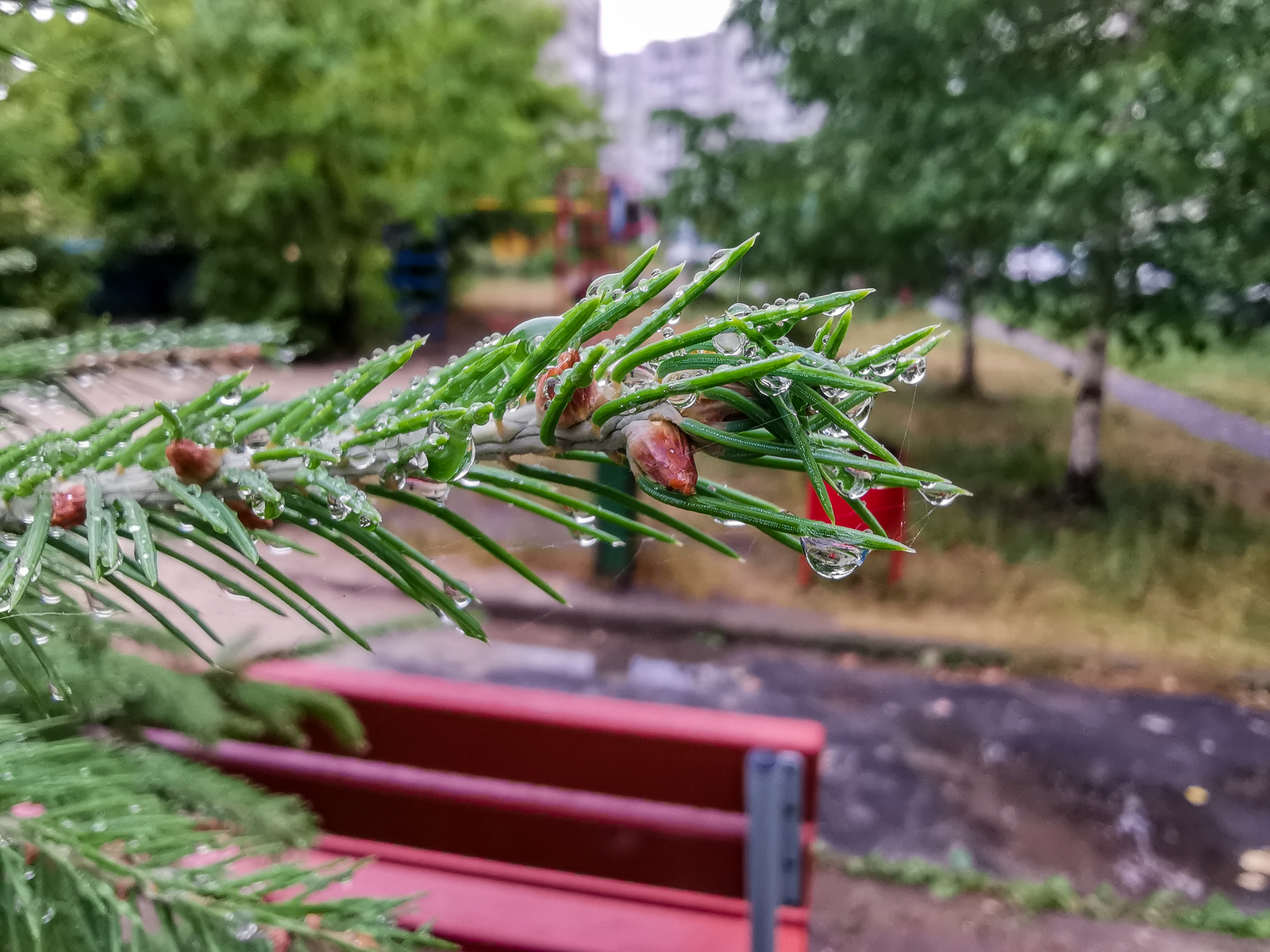 After the rain - My, Mobile photography, Longpost, Huawei mate 20, Macro, Macro photography