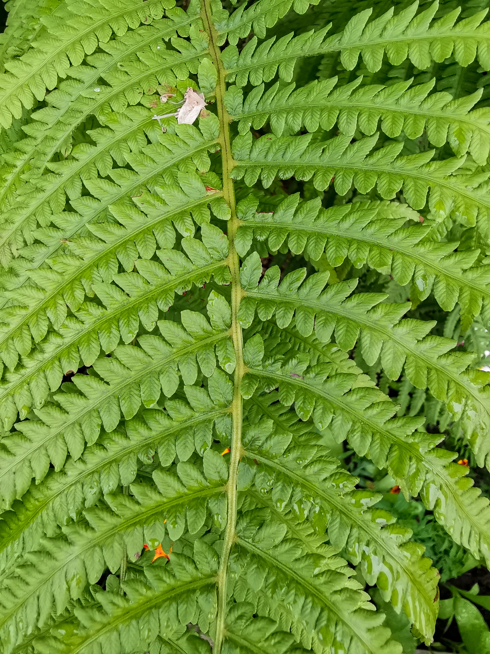 After the rain - My, Mobile photography, Longpost, Huawei mate 20, Macro, Macro photography