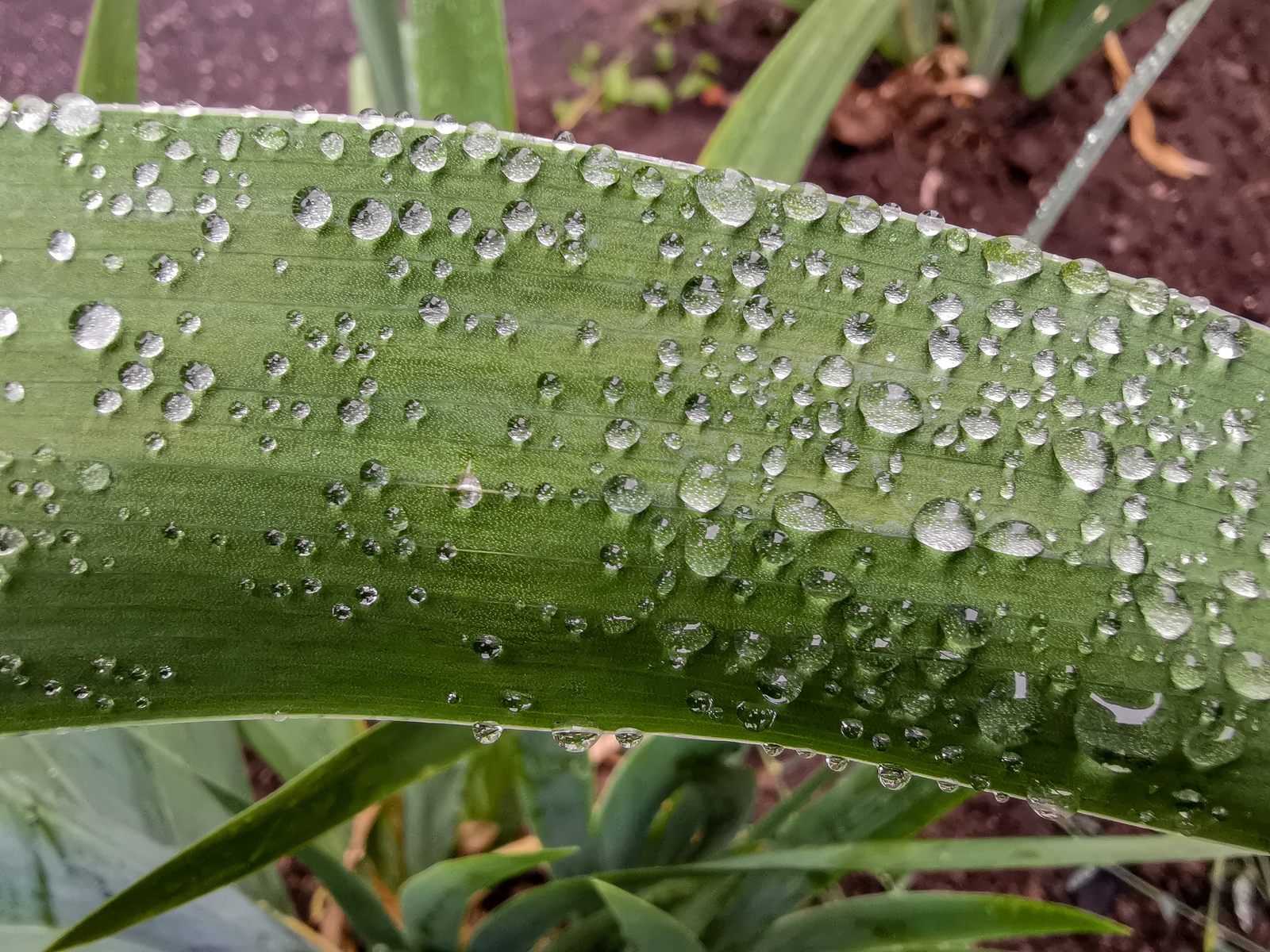 After the rain - My, Mobile photography, Longpost, Huawei mate 20, Macro, Macro photography