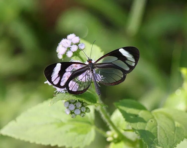 Incredibly beautiful butterflies - Butterfly, Beautiful, The photo, Insects, Longpost