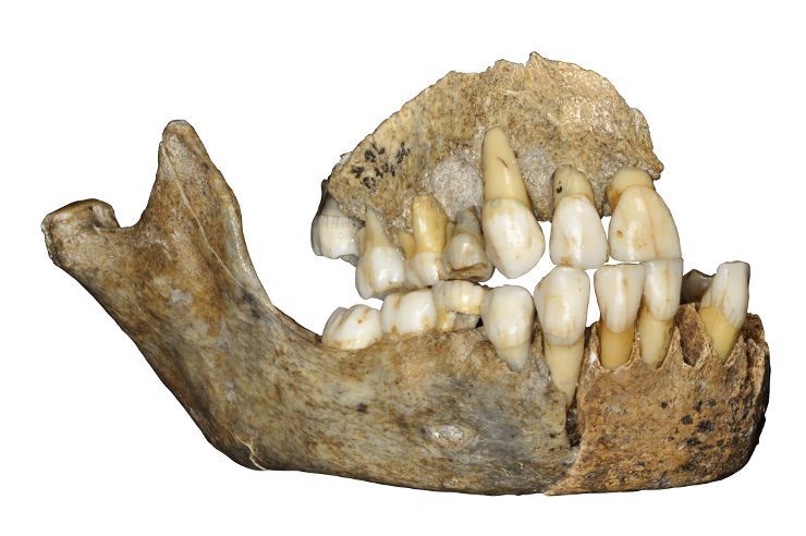 New facts further confused the history of Neanderthals in Eurasia - Paleogenetics, DNA, Neanderthal, Denisovsky Man, , Longpost