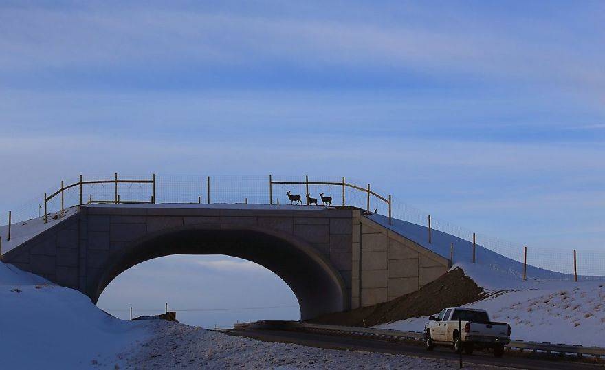 15 bridges that protect wildlife from people and their cars - Bridge, Ecoduct, wildlife, Safety, The photo, Road, Longpost