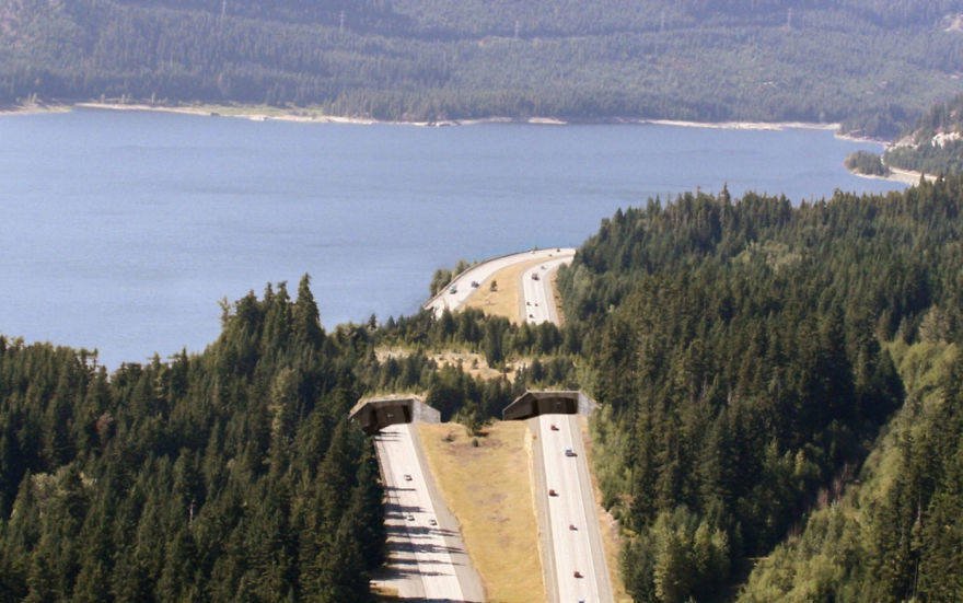 15 bridges that protect wildlife from people and their cars - Bridge, Ecoduct, wildlife, Safety, The photo, Road, Longpost