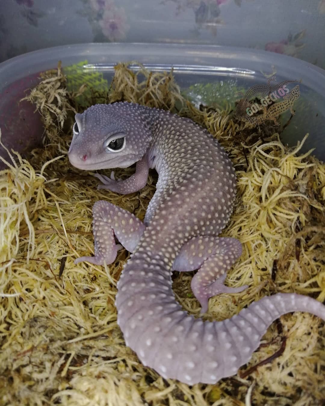 Leopard gecko - Эублефар, Ящерица, Животные, Природа