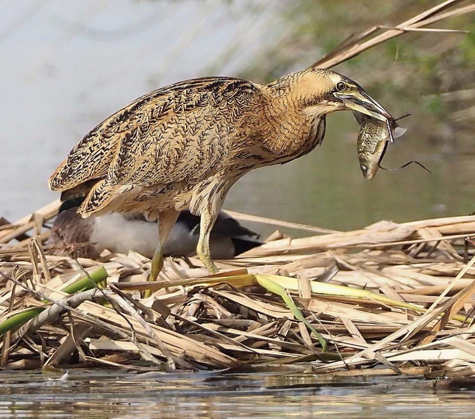 Bittern. - Birds, Bittern, , So blet, Longpost, Yandex Zen