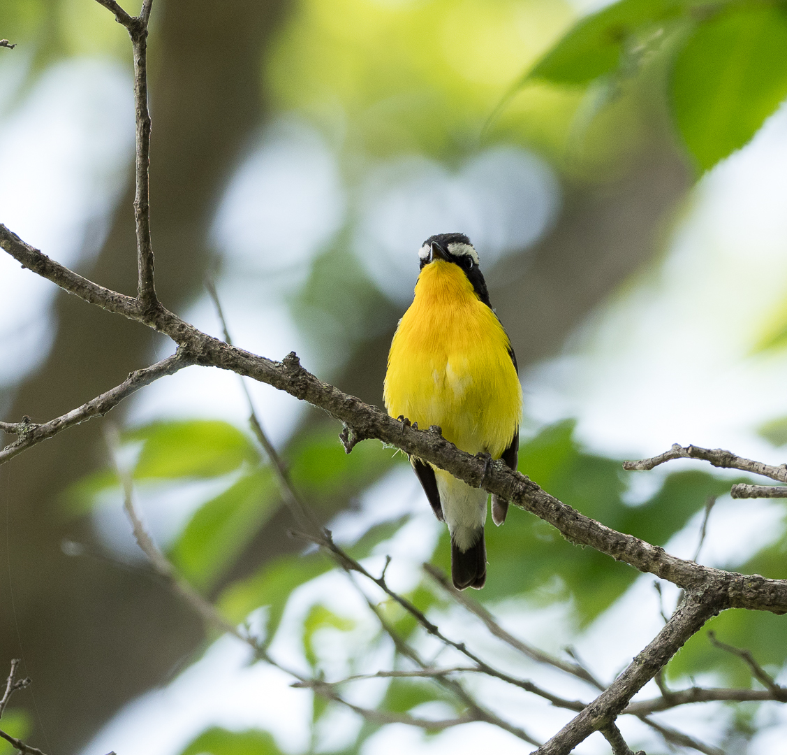 yellowback flycatcher - My, , Birds, Photo hunting, Longpost