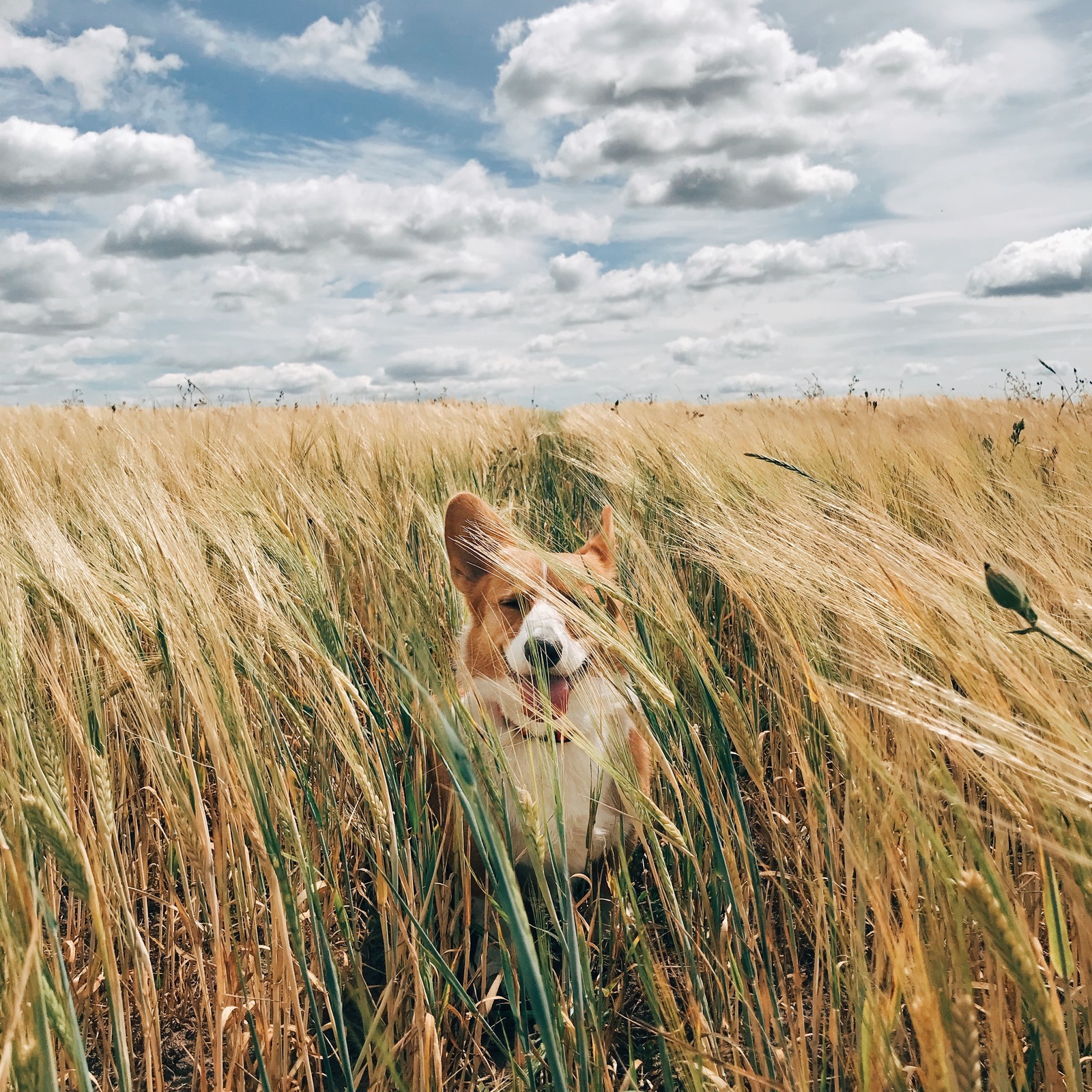 Cover for indie album C: - My, Mobile photography, Welsh Corgi Cardigan, Corgi, Dog