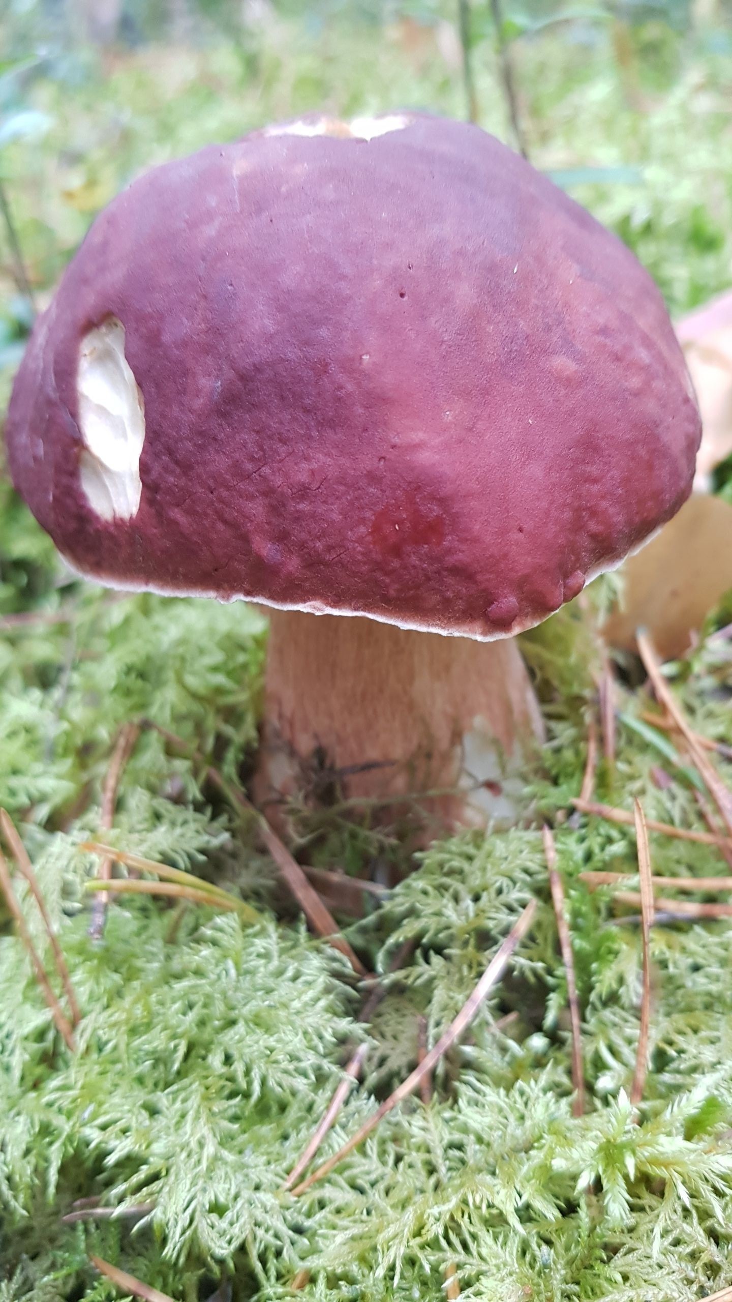 Quiet hunting. Nostalgia. - My, Mushrooms, Silent hunt, Porcini, Longpost