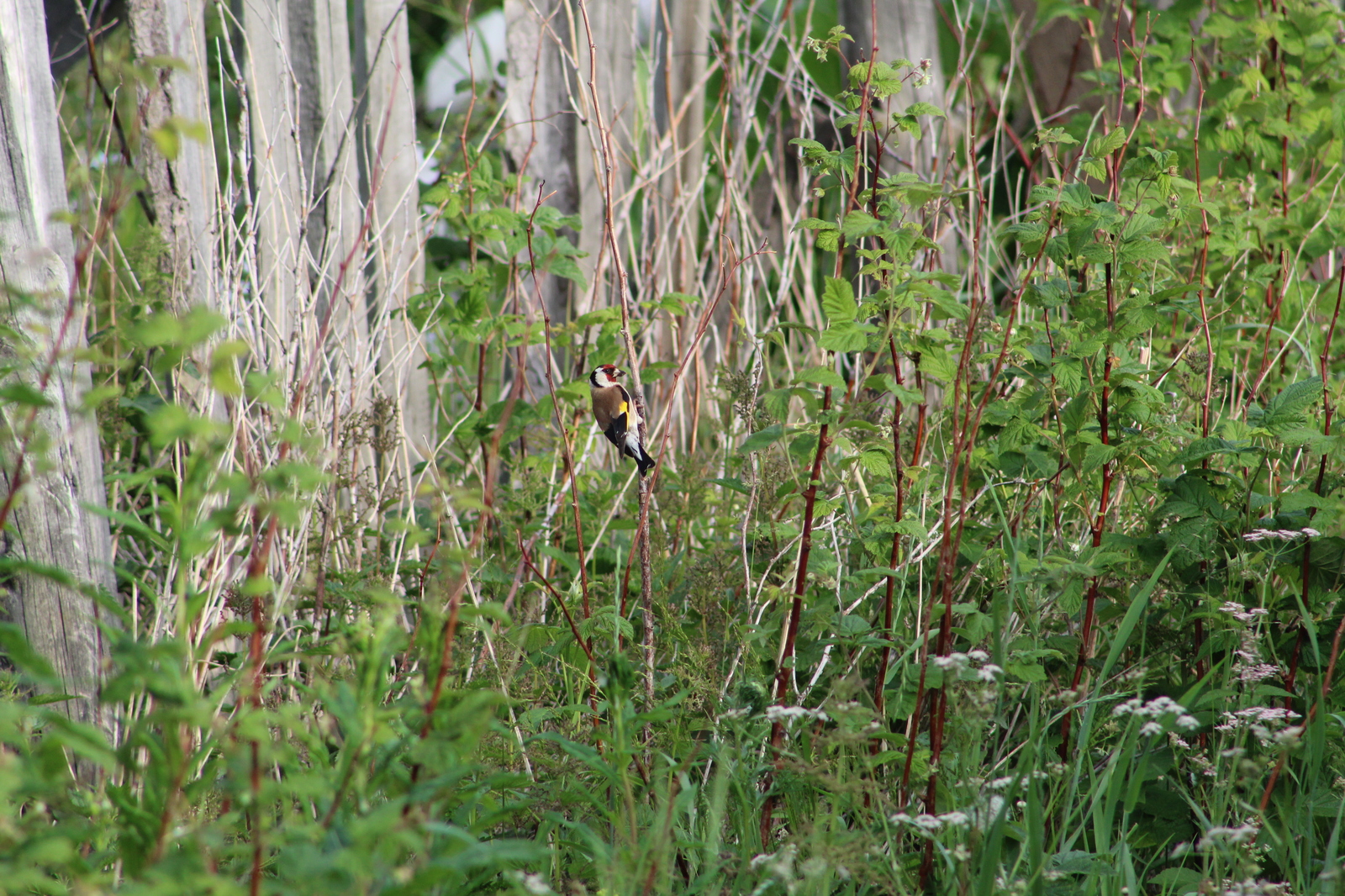 garden birds - My, Birds, The photo, Longpost