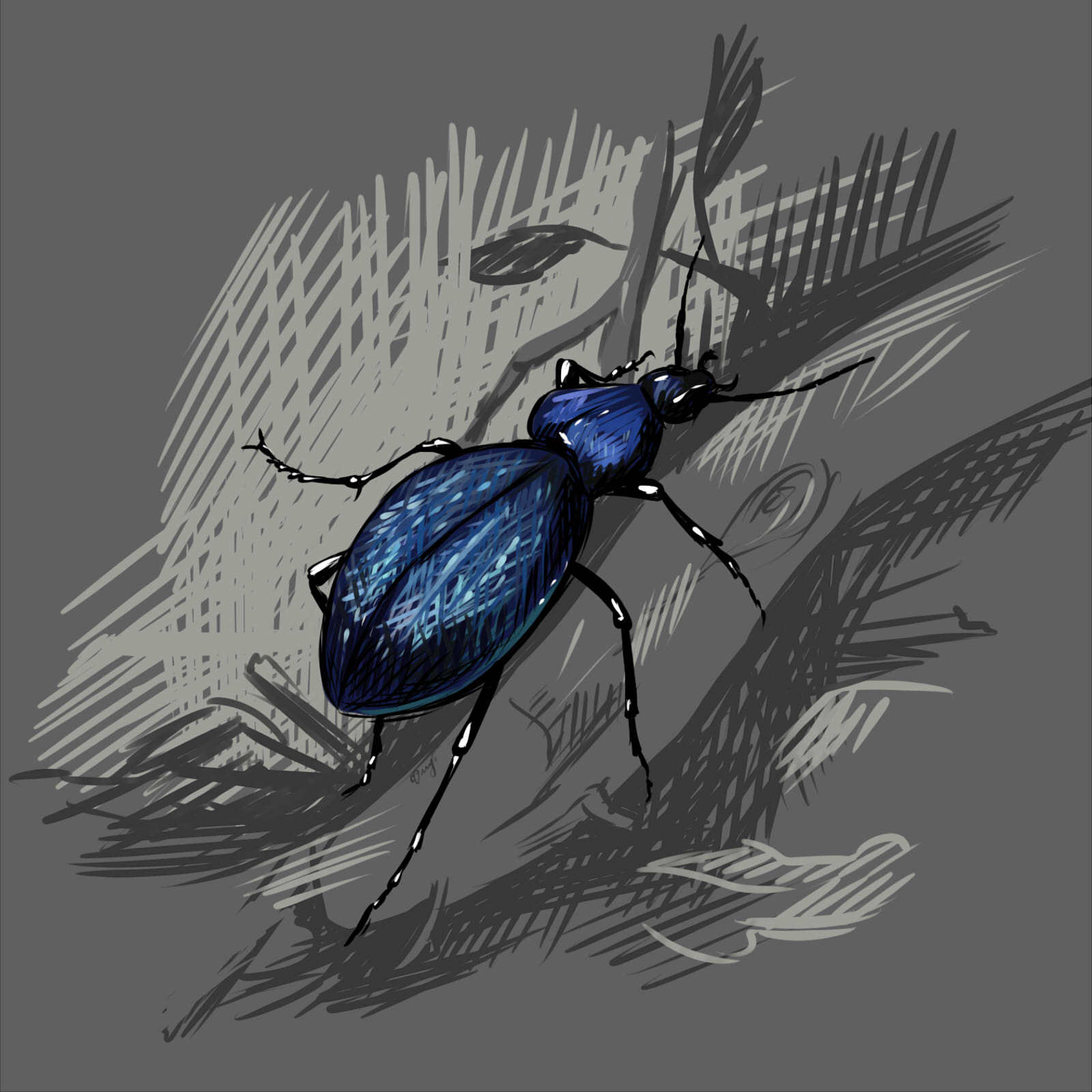 Ground beetle Caucasian - My, Drawing, Red Book, Carabus, Digital drawing