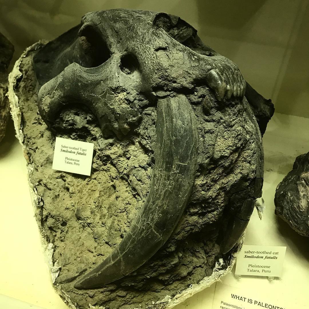 Skulls and bones. pikabu.monster