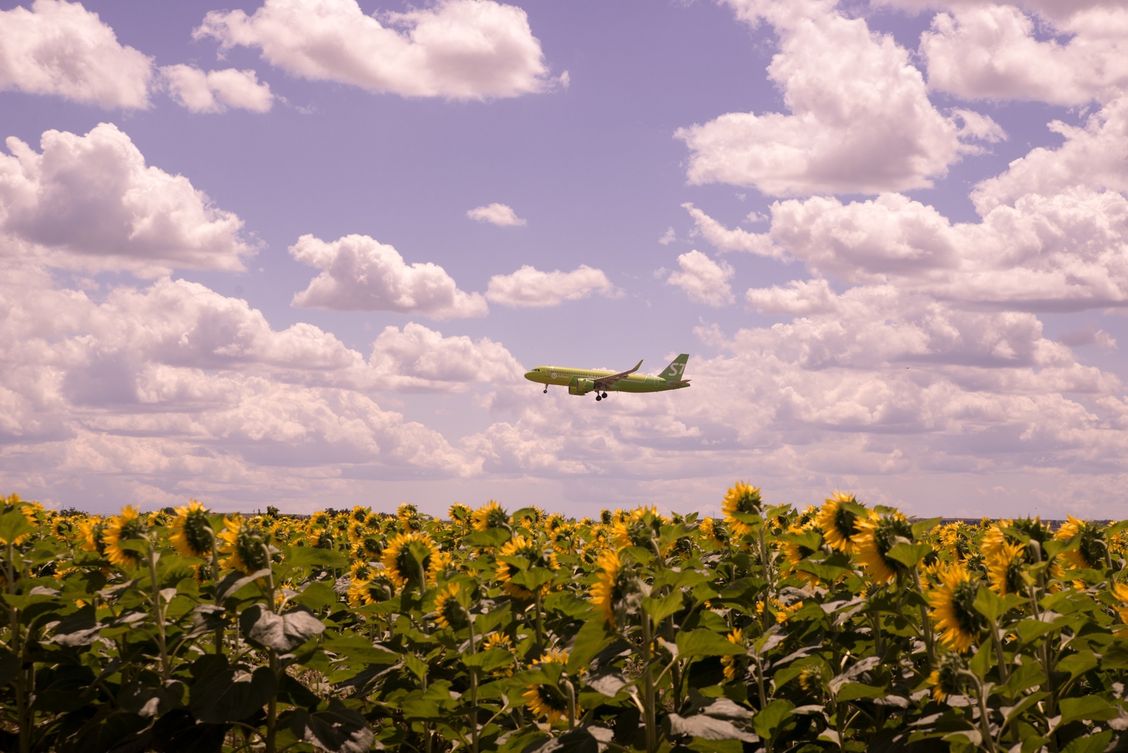 Fans - My, Beginning photographer, Landing, Sunflower