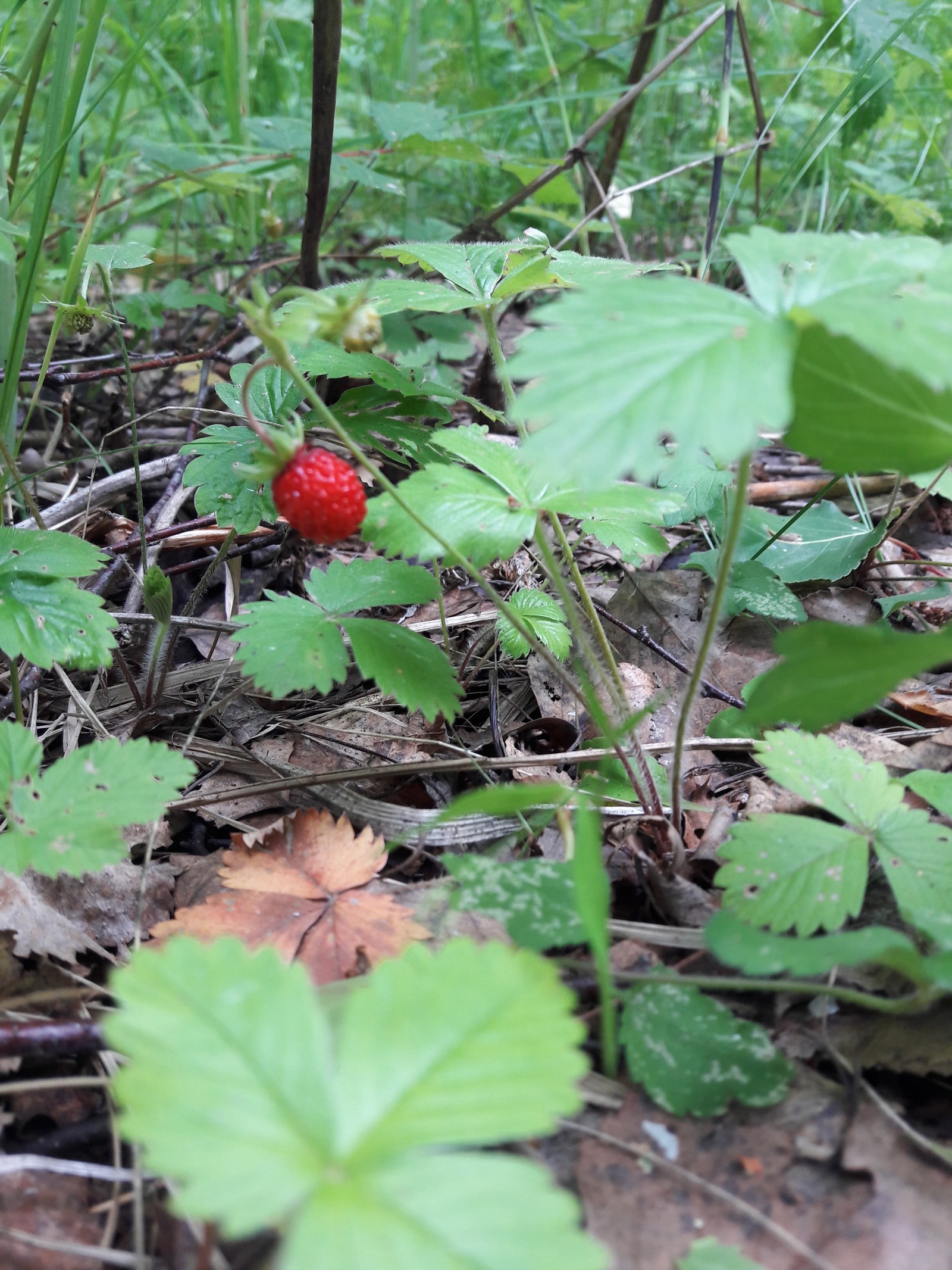 In the woods - The photo, Nature, Walk, Mushrooms, Berries, Longpost