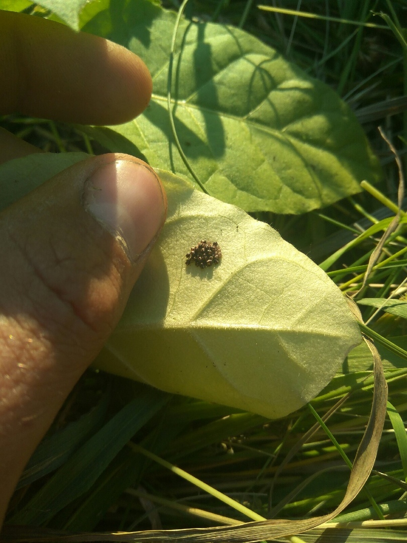 Help advice - Tobacco, Pests, Longpost