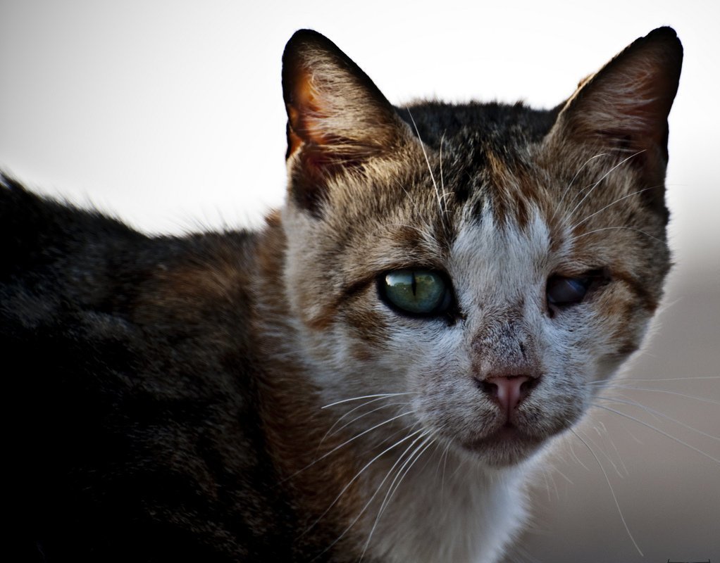 Street cat - cat, Homeless animals