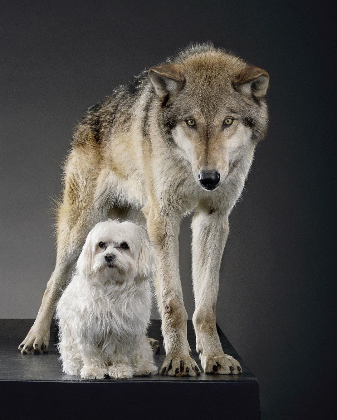 135 thousand years of selection - Wolf, Dog, Selection, Images