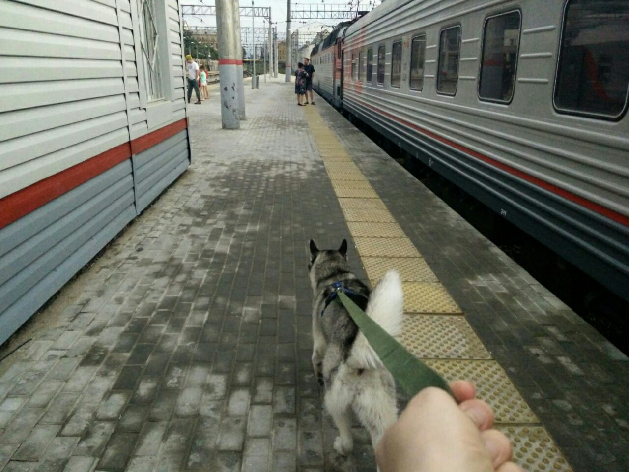 С собакой в поезде РЖД