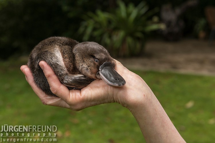 Utkonosita) - Milota, Images, Platypus, Animals, Nature, Longpost, Platypuses