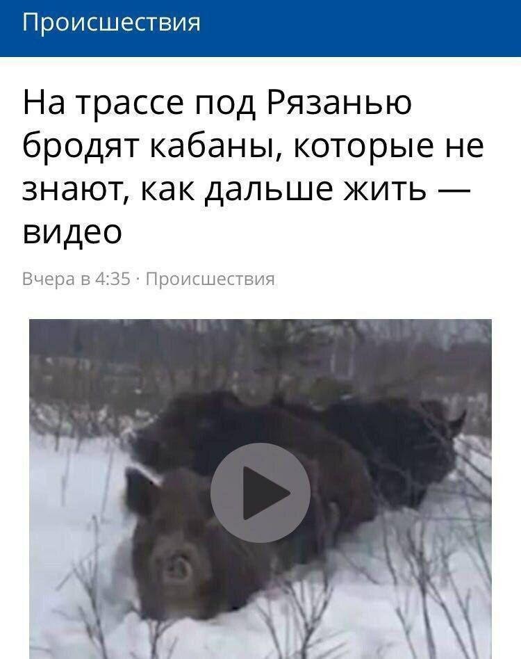 The news we deserve - news, Animals, Гусь, Longpost