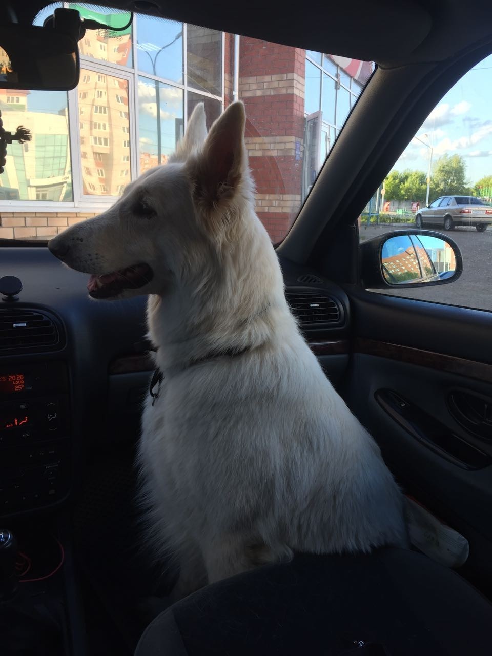 A large dog takes up a lot of space in the apartment - My, White swiss shepherd, Dog, Pets, Video, Longpost