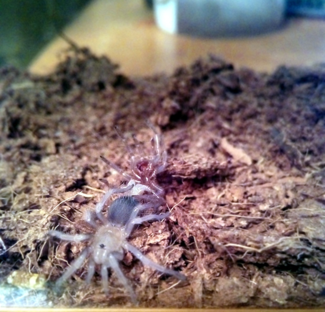 Brachypelma smithi, как он растет. - Моё, Brachypelma smithi, Хобби, Террариумистика, Brachypelma, Паук, Пауки-Птицееды, Длиннопост