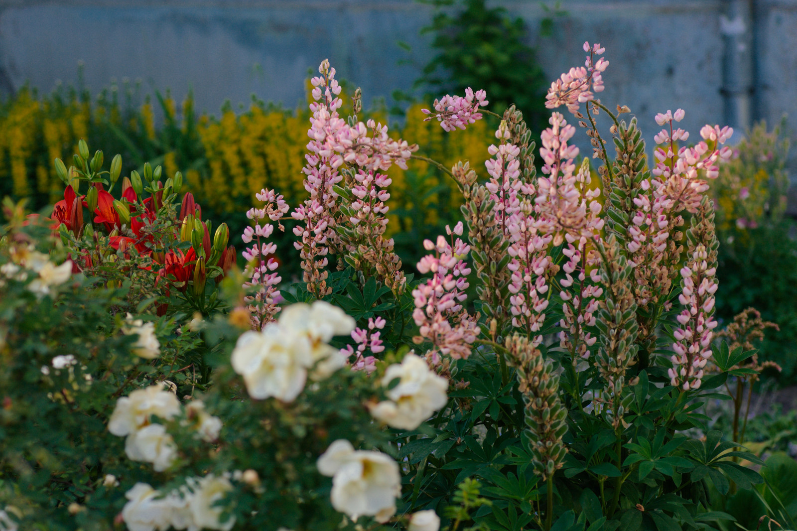 Cozy courtyard in Arkhangelsk - My, Arkhangelsk, Flower bed, Flowers, Plants, Courtyard, Urbanism, Longpost