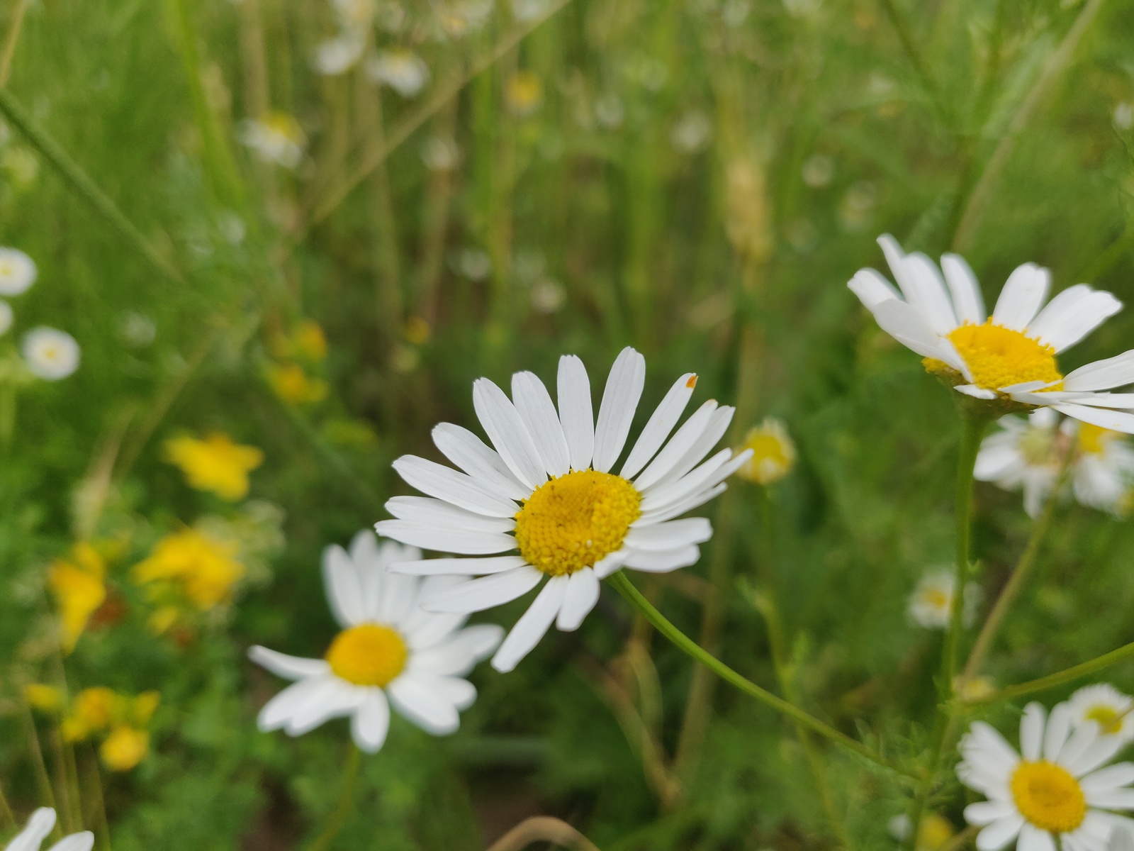 Nature. - My, The photo, Nature, Chamomile, Beginning photographer, Longpost