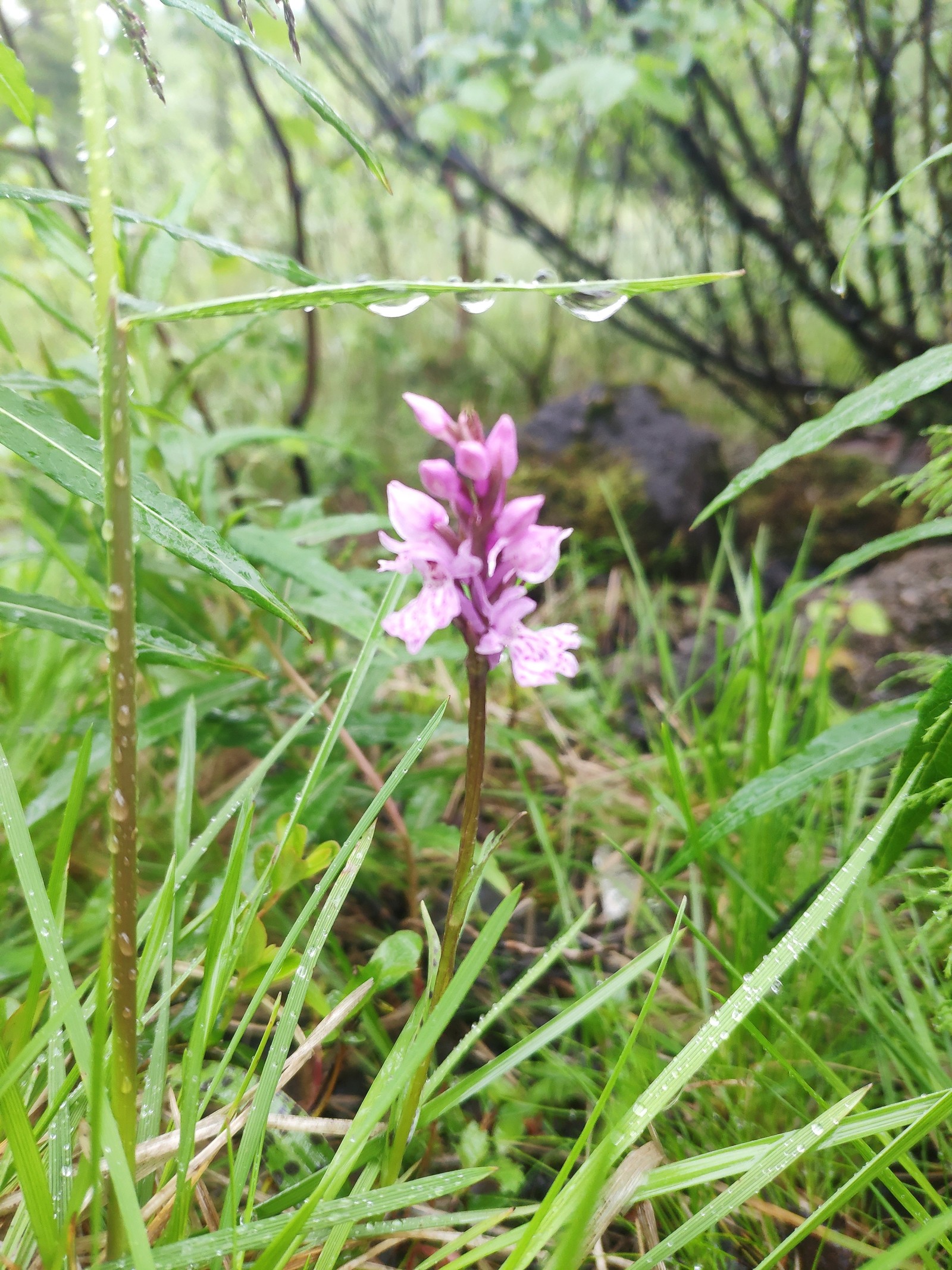 Flower - My, Flowers, beauty of nature, Longpost